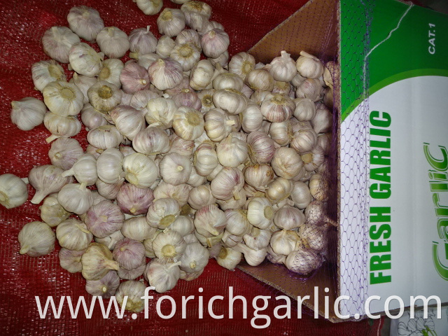 Fresh High Quality Garlic 2019